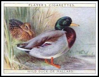 3 Wild Duck or Mallard